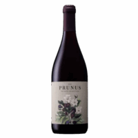 Prunus Tinto